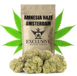 Susz konopny Amnesia Haze SUPER AMSTERDAM CBD