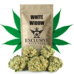 Susz konopny  White Widow CBD