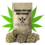 Susz konopny Czarna Pantera SUPER AMSTERDAM