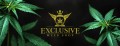 exclusiveweed.jpg