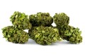 AMNESIA-PREMIUM (3).jpg