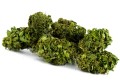 cannatonic-premium.jpg