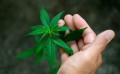 exclusive-weed-susz-cbd-olejki-marihuana-lecznicza.jpg