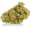 susz cbd orange haze amsterdam exclusiveweed sklep cbd 1g 2g 3g 4g 5g 10g 20g 30g 40g 50g 100g 200g 300g 400g 500g 1000g 1kg 2kg 5kg 10kg hurt detal (2 of 8).jpg