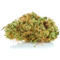 susz cbd orange haze amsterdam exclusiveweed sklep cbd 1g 2g 3g 4g 5g 10g 20g 30g 40g 50g 100g 200g 300g 400g 500g 1000g 1kg 2kg 5kg 10kg hurt detal (3 of 8).jpg