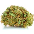 susz cbd orange haze amsterdam exclusiveweed sklep cbd 1g 2g 3g 4g 5g 10g 20g 30g 40g 50g 100g 200g 300g 400g 500g 1000g 1kg 2kg 5kg 10kg hurt detal (4 of 8).jpg