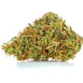 susz cbd orange haze amsterdam exclusiveweed sklep cbd 1g 2g 3g 4g 5g 10g 20g 30g 40g 50g 100g 200g 300g 400g 500g 1000g 1kg 2kg 5kg 10kg hurt detal (5 of 8).jpg