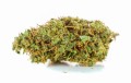 susz cbd orange haze amsterdam exclusiveweed sklep cbd 1g 2g 3g 4g 5g 10g 20g 30g 40g 50g 100g 200g 300g 400g 500g 1000g 1kg 2kg 5kg 10kg hurt detal (7 of 8).jpg