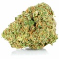 susz cbd amnesia amsterdam exclusiveweed sklep cbd 1g 2g 3g 4g 5g 10g 20g 30g 40g 50g 100g 200g 300g 400g 500g 1000g 1kg 2kg 5kg 10kg hurt detal (1 of 41) (4).jpg