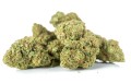 susz cbd amnesia amsterdam exclusiveweed sklep cbd 1g 2g 3g 4g 5g 10g 20g 30g 40g 50g 100g 200g 300g 400g 500g 1000g 1kg 2kg 5kg 10kg hurt detal (1 of 41) (7).jpg