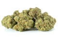 susz cbd amnesia amsterdam exclusiveweed sklep cbd 1g 2g 3g 4g 5g 10g 20g 30g 40g 50g 100g 200g 300g 400g 500g 1000g 1kg 2kg 5kg 10kg hurt detal (1 of 41) (8).jpg