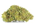 susz cbd ak 47 super ammsterdam exclusiveweed sklep cbd 1g 2g 3g 4g 5g 10g 20g 30g 40g 50g 100g 200g 300g 400g 500g 1000g 1kg 2kg 5kg 10kg hurt detal (5).JPG