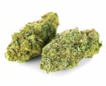 susz cbd ak 47 super ammsterdam exclusiveweed sklep cbd 1g 2g 3g 4g 5g 10g 20g 30g 40g 50g 100g 200g 300g 400g 500g 1000g 1kg 2kg 5kg 10kg hurt detal (8).JPG
