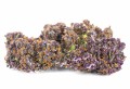 susz cbd purple haze amsterdam exclusiveweed sklep cbd 1g 2g 3g 4g 5g 10g 20g 30g 40g 50g 100g 200g 300g 400g 500g 1000g 1kg 2kg 5kg 10kg hurt detal (7).JPG