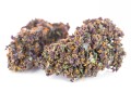susz cbd purple haze amsterdam exclusiveweed sklep cbd 1g 2g 3g 4g 5g 10g 20g 30g 40g 50g 100g 200g 300g 400g 500g 1000g 1kg 2kg 5kg 10kg hurt detal (8).JPG