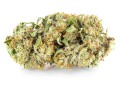 susz cbd konopny lemon haze amsterdam exclusiveweed sklep cbd 1g 2g 3g 4g 5g 10g 20g 30g 40g 50g 100g 200g 300g 400g 500g 1000g 1kg 2kg 5kg 10kg hurt detal (4).JPG