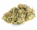 susz cbd konopny lemon haze amsterdam exclusiveweed sklep cbd 1g 2g 3g 4g 5g 10g 20g 30g 40g 50g 100g 200g 300g 400g 500g 1000g 1kg 2kg 5kg 10kg hurt detal (6).JPG
