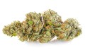 susz cbd konopny lemon haze amsterdam exclusiveweed sklep cbd 1g 2g 3g 4g 5g 10g 20g 30g 40g 50g 100g 200g 300g 400g 500g 1000g 1kg 2kg 5kg 10kg hurt detal (7).JPG