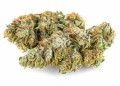 susz cbd konopny lemon haze amsterdam exclusiveweed sklep cbd 1g 2g 3g 4g 5g 10g 20g 30g 40g 50g 100g 200g 300g 400g 500g 1000g 1kg 2kg 5kg 10kg hurt detal (10).JPG