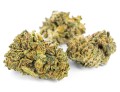 susz cbd konopny bubble gum exclusiveweed sklep cbd 1g 2g 3g 4g 5g 10g 20g 30g 40g 50g 100g 200g 300g 400g 500g 1000g 1kg 2kg 5kg 10kg hur (7).JPG