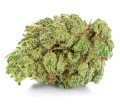 susz cbd v1 premium exclusiveweed sklep cbd 1g 2g 3g 4g 5g 10g 20g 30g 40g 50g 100g 200g 300g 400g 500g 1000g 1kg 2kg 5kg 10kg hurt detal (4).JPG