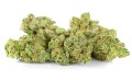 susz cbd v1 premium exclusiveweed sklep cbd 1g 2g 3g 4g 5g 10g 20g 30g 40g 50g 100g 200g 300g 400g 500g 1000g 1kg 2kg 5kg 10kg hurt detal (8).JPG