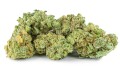 susz cbd v1 premium exclusiveweed sklep cbd 1g 2g 3g 4g 5g 10g 20g 30g 40g 50g 100g 200g 300g 400g 500g 1000g 1kg 2kg 5kg 10kg hurt detal (11).jpg