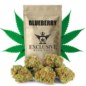 Susz konopny Blueberry CBD