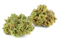 susz-cbd-ak-47-exclusiveweed-sklep-cbd-1g-2g-3g-4g-5g-10g-20g-30g-40g-50g-100g-200g-300g-400g-500g-1000g-1kg-2kg-5kg-10kg-hurt-detal (2).JPG