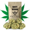 susz cbd white widow  exclusiveweed sklep cbd 1g 2g 3g 4g 5g 10g 20g 30g 40g 50g 100g 200g 300g 400g 500g 1000g 1kg 2kg 5kg 10kg hurt detal (1).jpg