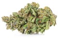 susz cbd konopny amnesia haze premium exclusiveweed sklep cbd 1g 2g 3g 4g 5g 10g 20g 30g 40g 50g 100g 200g 300g 400g 500g 1000g 1kg 2kg 5kg 10kg hurt detal (3).jpg