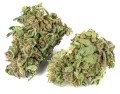 susz cbd konopny amnesia haze premium exclusiveweed sklep cbd 1g 2g 3g 4g 5g 10g 20g 30g 40g 50g 100g 200g 300g 400g 500g 1000g 1kg 2kg 5kg 10kg hurt detal (5).jpg